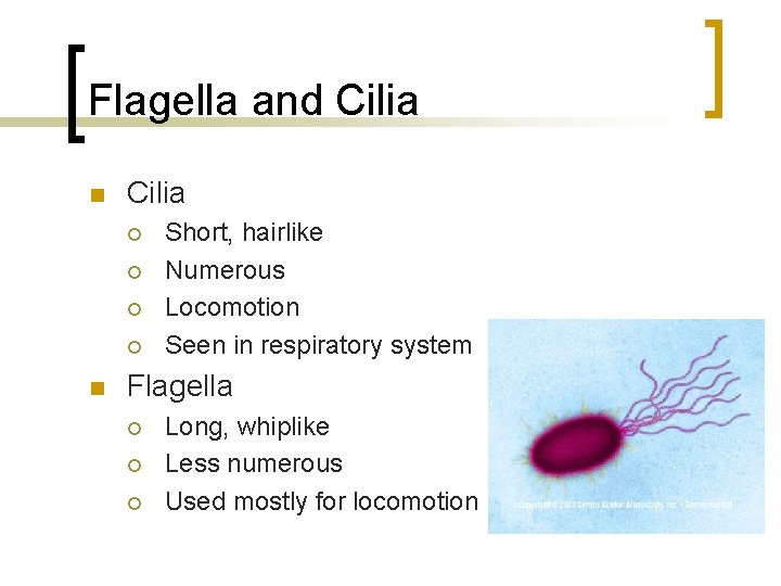 Flagella and Cilia n Cilia ¡ ¡ n Short, hairlike Numerous Locomotion Seen in