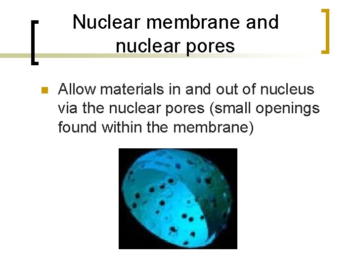 Nuclear membrane and nuclear pores n Allow materials in and out of nucleus via