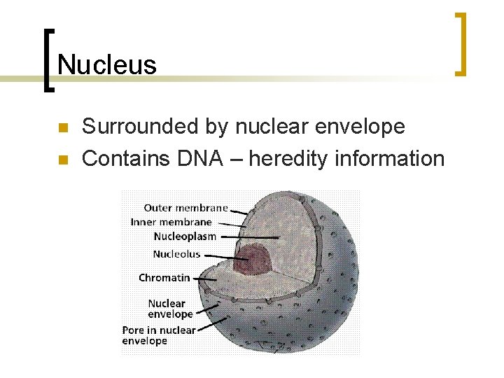 Nucleus n n Surrounded by nuclear envelope Contains DNA – heredity information 