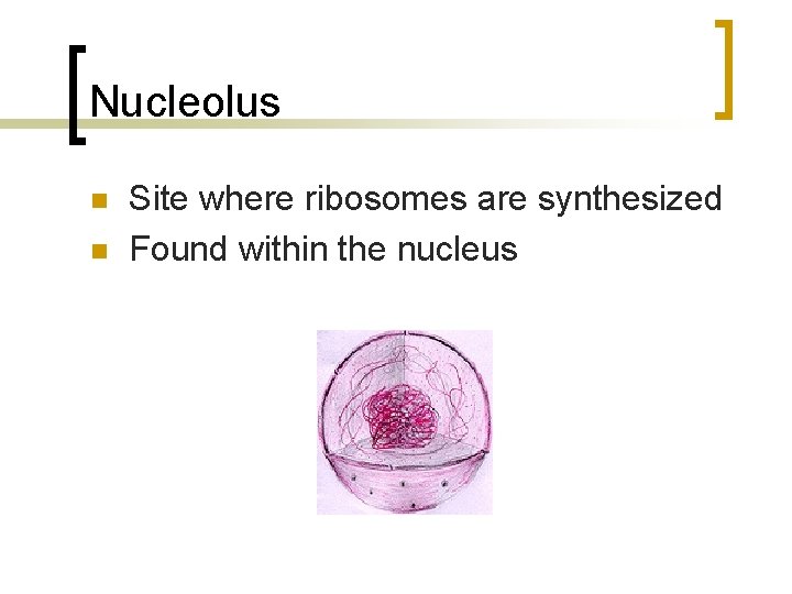 Nucleolus n n Site where ribosomes are synthesized Found within the nucleus 
