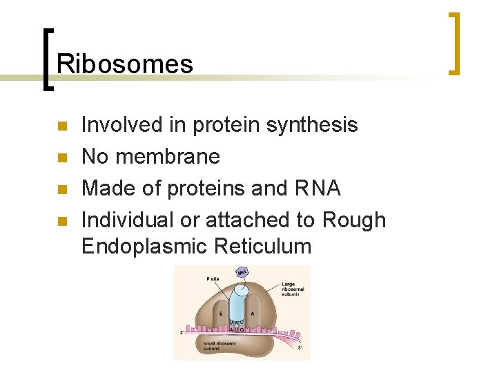 Ribosomes n n Involved in protein synthesis No membrane Made of proteins and RNA