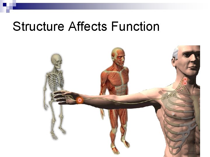 Structure Affects Function 