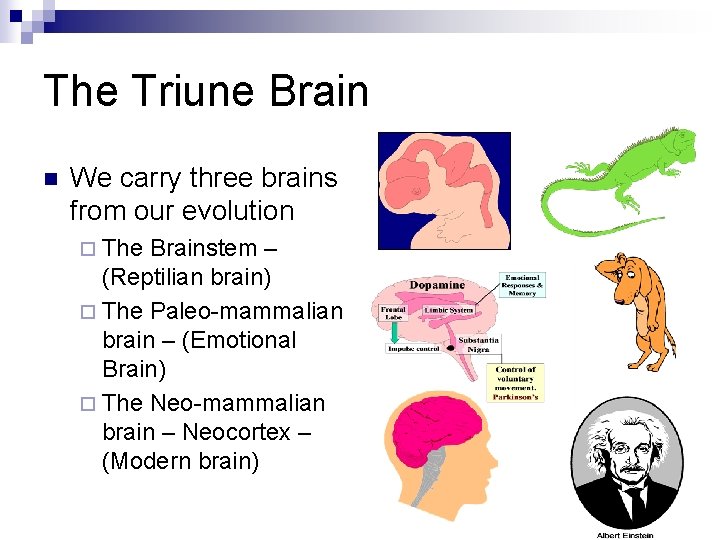 The Triune Brain n We carry three brains from our evolution ¨ The Brainstem