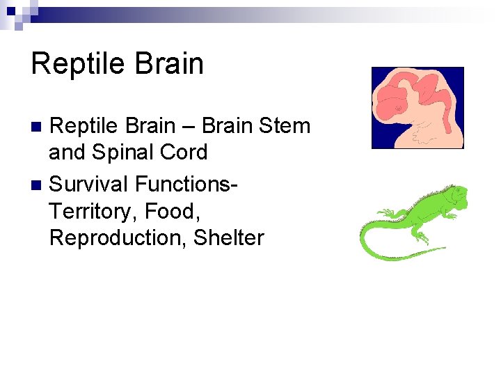 Reptile Brain – Brain Stem and Spinal Cord n Survival Functions. Territory, Food, Reproduction,