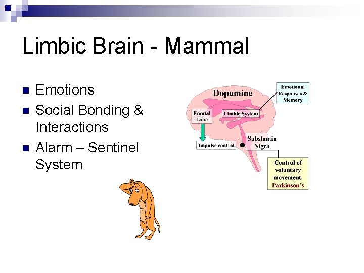 Limbic Brain - Mammal n n n Emotions Social Bonding & Interactions Alarm –