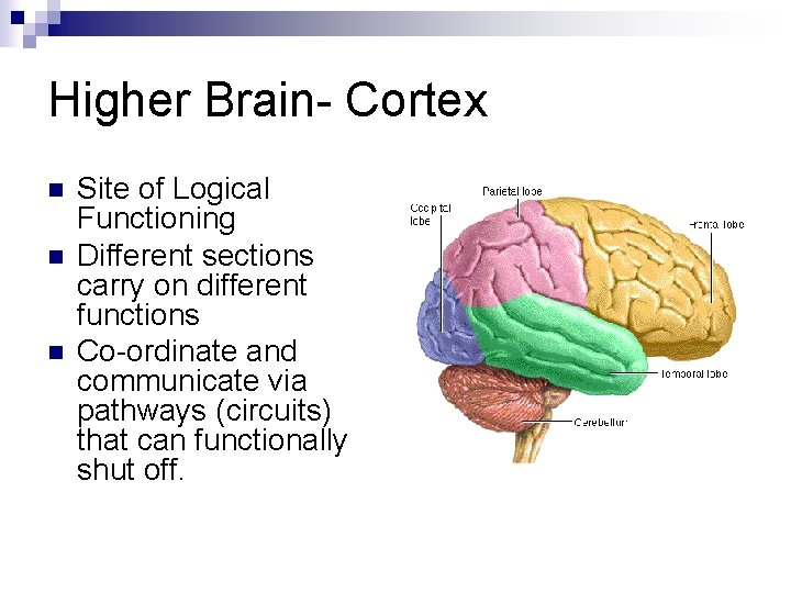 Higher Brain- Cortex n n n Site of Logical Functioning Different sections carry on