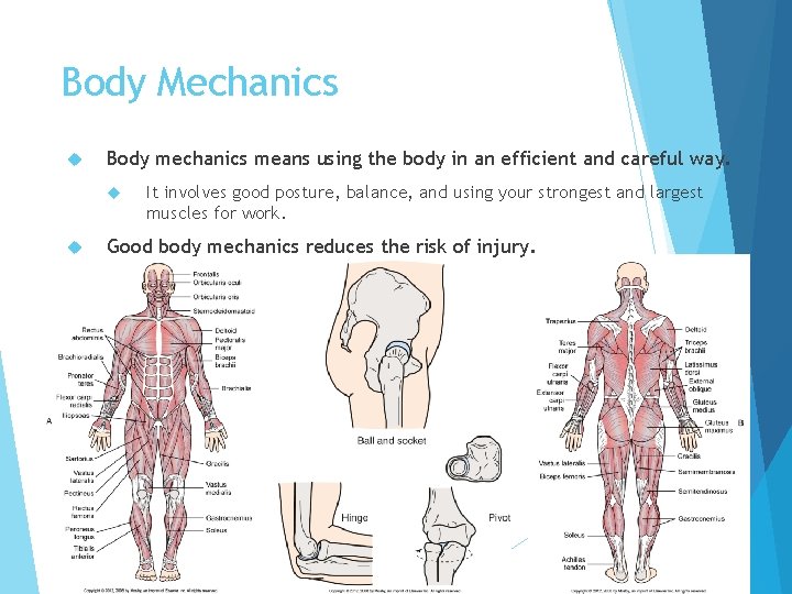 Body Mechanics Body mechanics means using the body in an efficient and careful way.