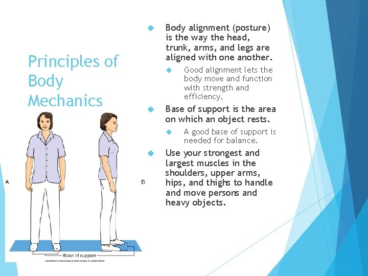  Principles of Body Mechanics Body alignment (posture) is the way the head, trunk,