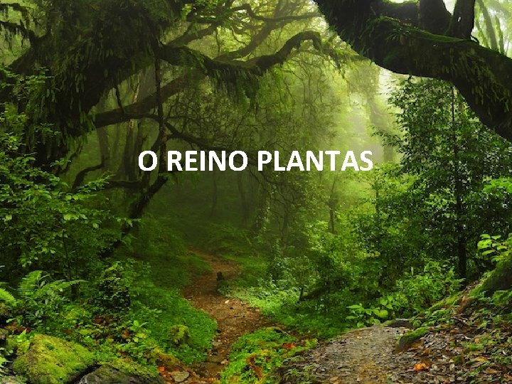 O REINO PLANTAS 