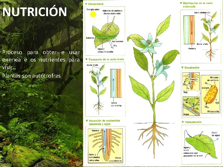 NUTRICIÓN Proceso para obter e usar enerxía e os nutrientes para vivir. . Plantas