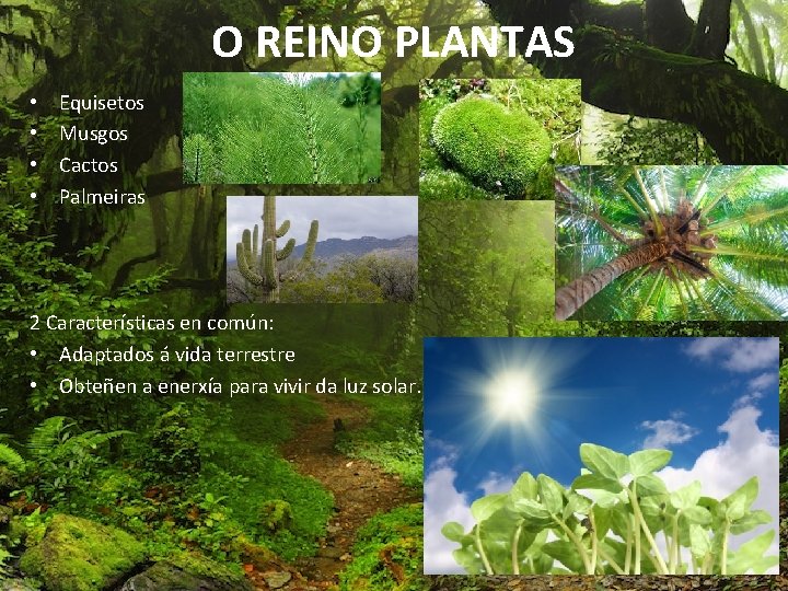 O REINO PLANTAS • • Equisetos Musgos Cactos Palmeiras 2 Características en común: •