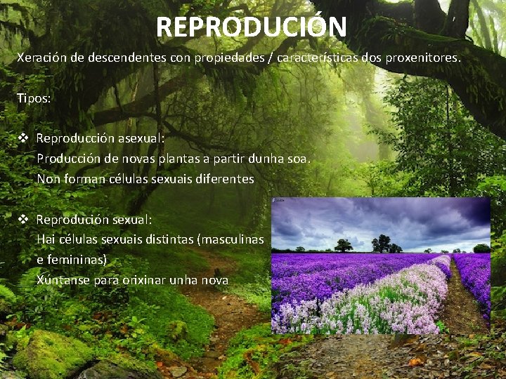 REPRODUCIÓN Xeración de descendentes con propiedades / características dos proxenitores. Tipos: v Reproducción asexual: