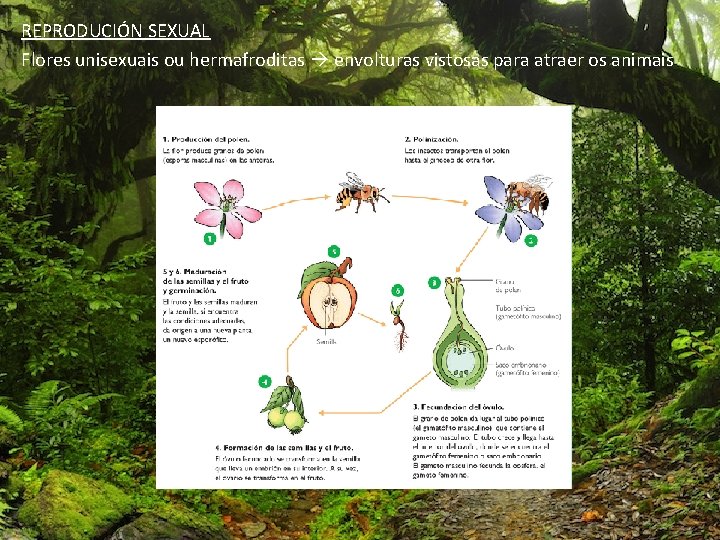 REPRODUCIÓN SEXUAL Flores unisexuais ou hermafroditas envolturas vistosas para atraer os animais 