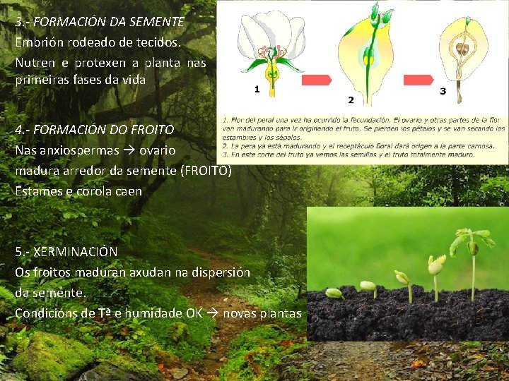 3. - FORMACIÓN DA SEMENTE Embrión rodeado de tecidos. Nutren e protexen a planta