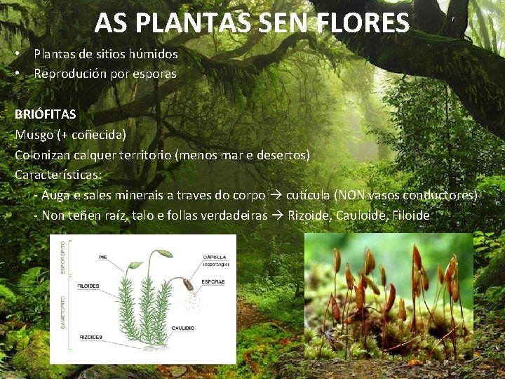 AS PLANTAS SEN FLORES • Plantas de sitios húmidos • Reprodución por esporas BRIÓFITAS