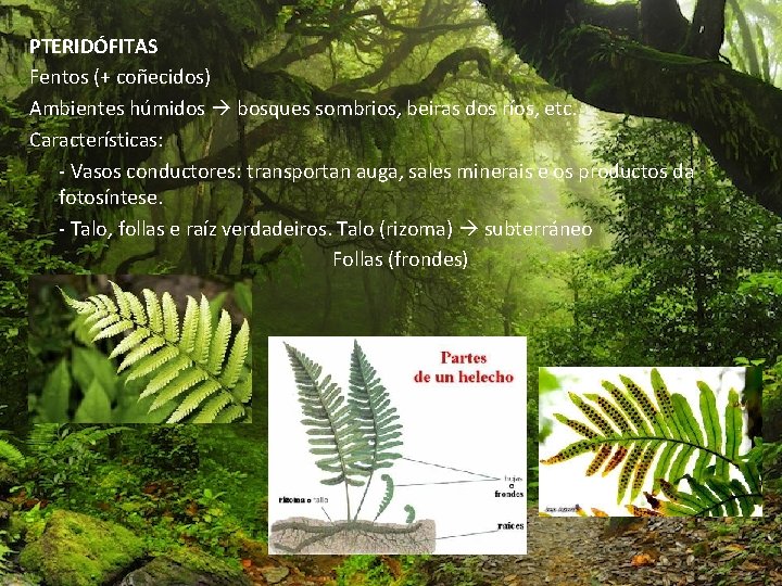 PTERIDÓFITAS Fentos (+ coñecidos) Ambientes húmidos bosques sombrios, beiras dos ríos, etc. Características: ‐