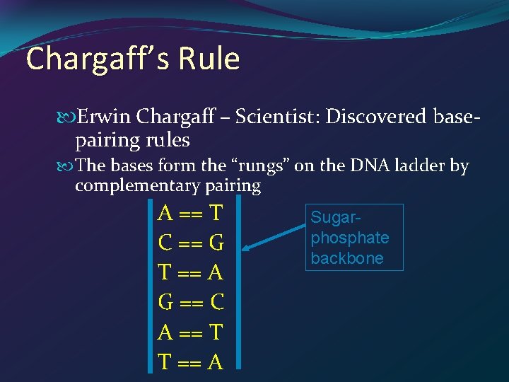 Chargaff’s Rule Erwin Chargaff – Scientist: Discovered basepairing rules The bases form the “rungs”