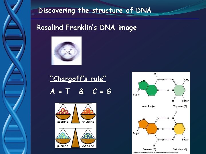 Discovering the structure of DNA Rosalind Franklin’s DNA image “Chargoff’s rule” A = T
