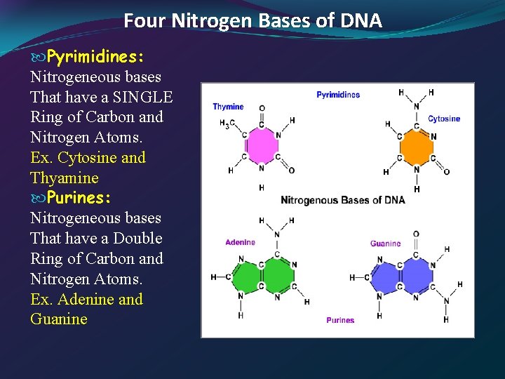 Four Nitrogen Bases of DNA Pyrimidines: Nitrogeneous bases That have a SINGLE Ring of