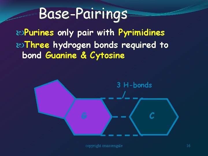 Base-Pairings Purines only pair with Pyrimidines Three hydrogen bonds required to bond Guanine &