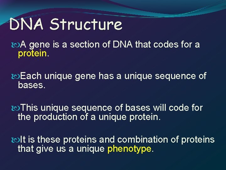 DNA Structure A gene is a section of DNA that codes for a protein.