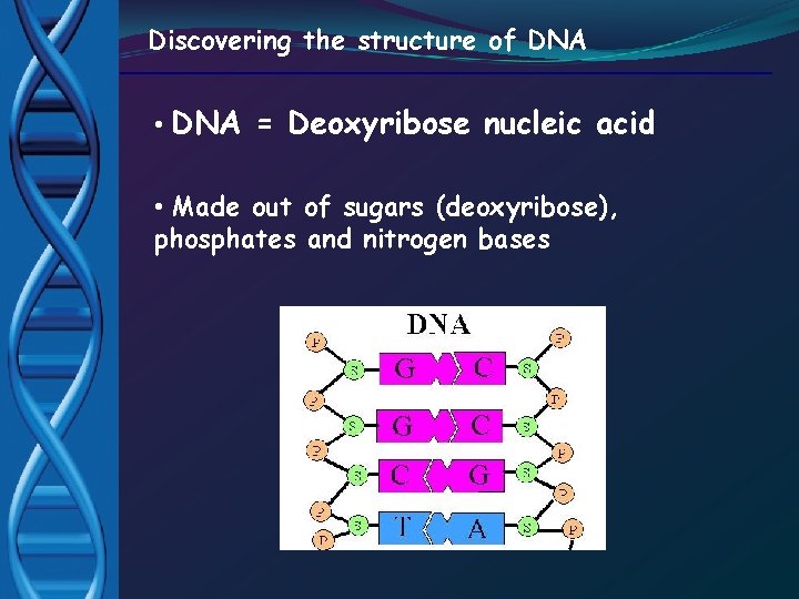 Discovering the structure of DNA • DNA = Deoxyribose nucleic acid • Made out
