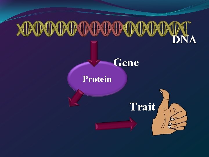 DNA Gene Protein Trait 
