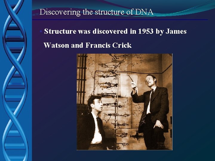 Discovering the structure of DNA • Structure was discovered in 1953 by James Watson