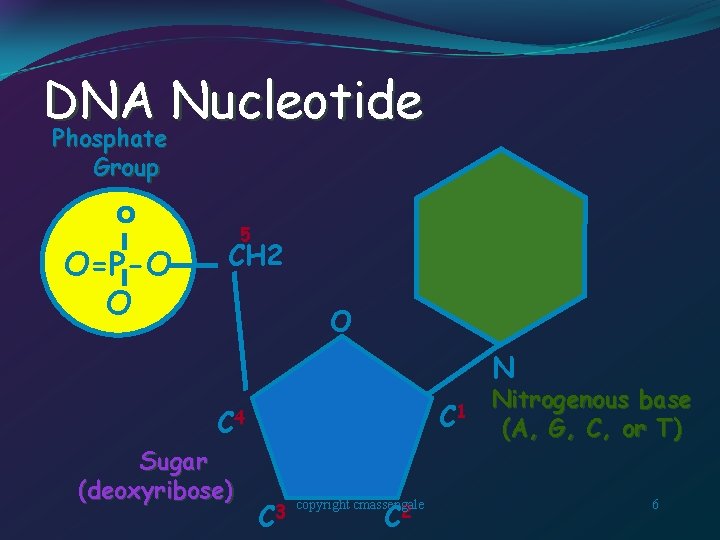 DNA Nucleotide Phosphate Group O O=P-O O 5 CH 2 O N C 1