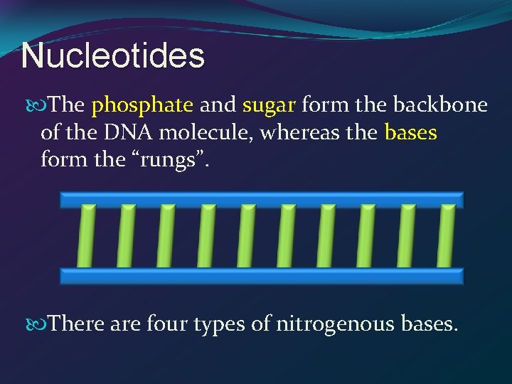Nucleotides The phosphate and sugar form the backbone of the DNA molecule, whereas the