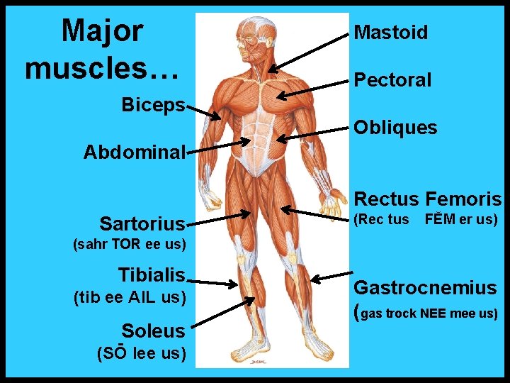 Major muscles… Mastoid Pectoral Biceps Obliques Abdominal Rectus Femoris Sartorius (Rec tus FĔM er