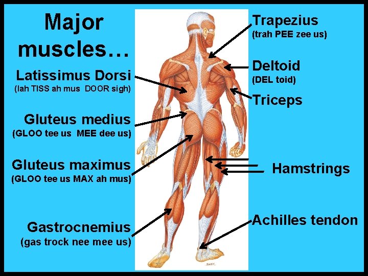 Major muscles… Latissimus Dorsi (lah TISS ah mus DOOR sigh) Trapezius (trah PEE zee