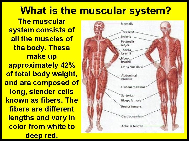What is the muscular system? The muscular system consists of all the muscles of