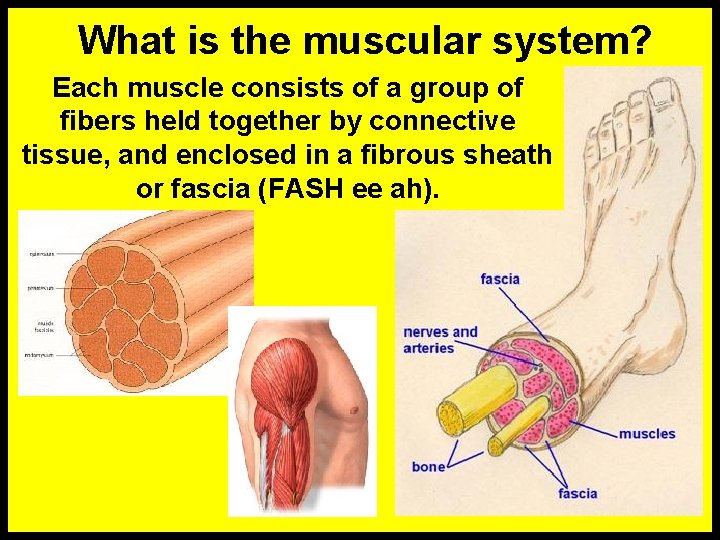 What is the muscular system? Each muscle consists of a group of fibers held