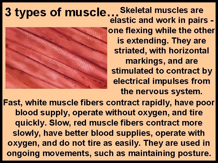 3 types of muscle… Skeletal muscles are elastic and work in pairs one flexing