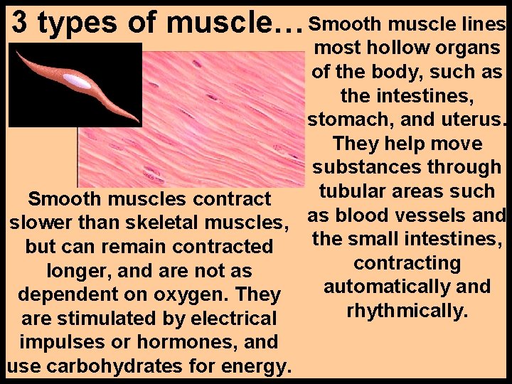 3 types of muscle… Smooth muscle lines most hollow organs of the body, such