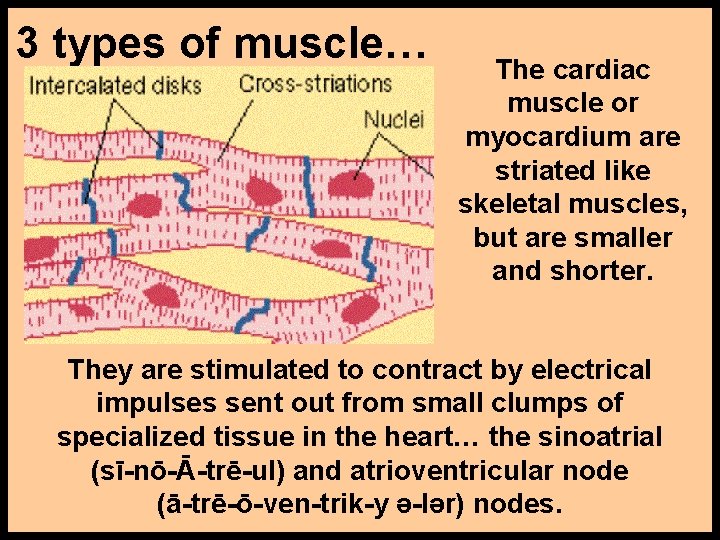 3 types of muscle… The cardiac muscle or myocardium are striated like skeletal muscles,