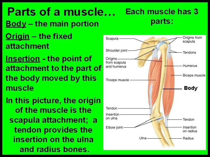 Parts of a muscle… Body – the main portion Each muscle has 3 parts: