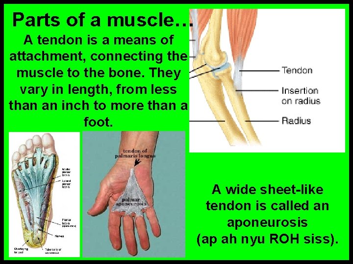 Parts of a muscle… A tendon is a means of attachment, connecting the muscle