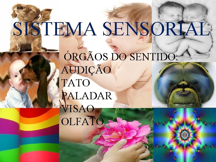 SISTEMA SENSORIAL ÓRGÃOS DO SENTIDO: AUDIÇÃO TATO PALADAR VISAO OLFATO 