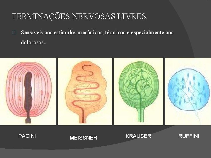 TERMINAÇÕES NERVOSAS LIVRES. � Sensíveis aos estímulos mecânicos, térmicos e especialmente aos dolorosos. PACINI