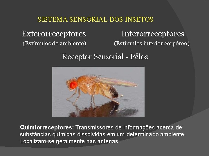 SISTEMA SENSORIAL DOS INSETOS Exterorreceptores Interorreceptores (Estímulos do ambiente) (Estímulos interior corpóreo) Receptor Sensorial