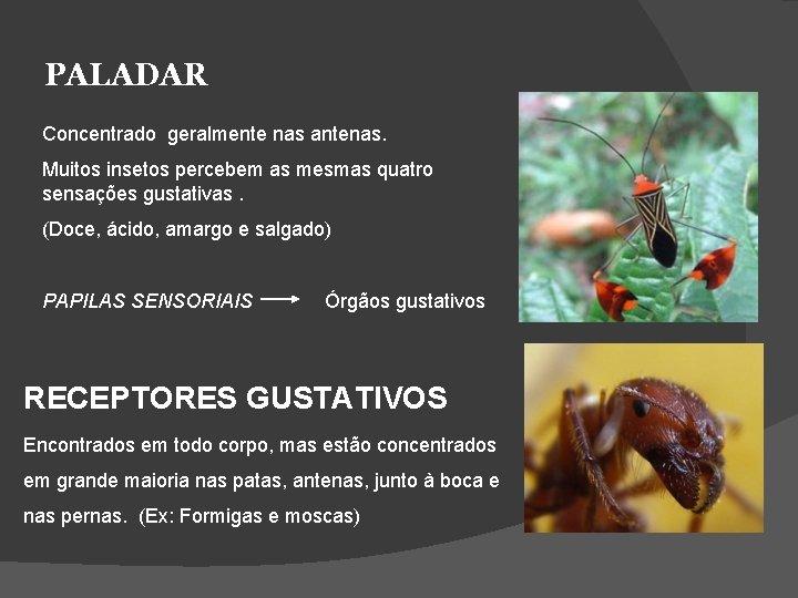 PALADAR Concentrado geralmente nas antenas. Muitos insetos percebem as mesmas quatro sensações gustativas. (Doce,