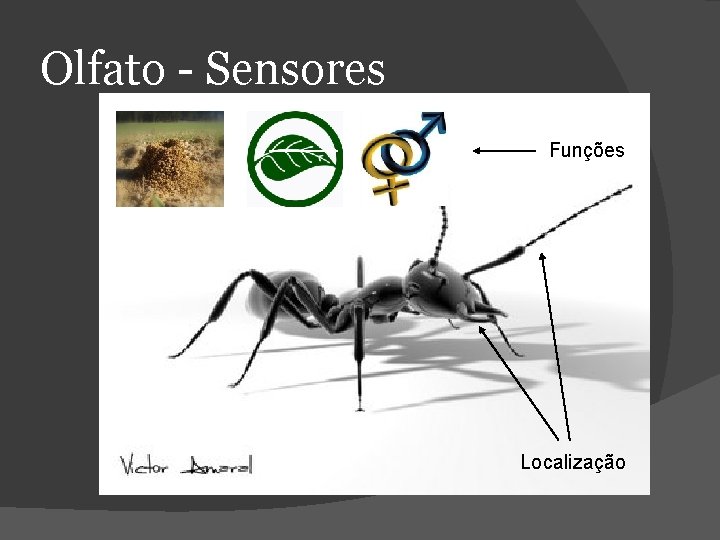 Olfato - Sensores Funções Localização 