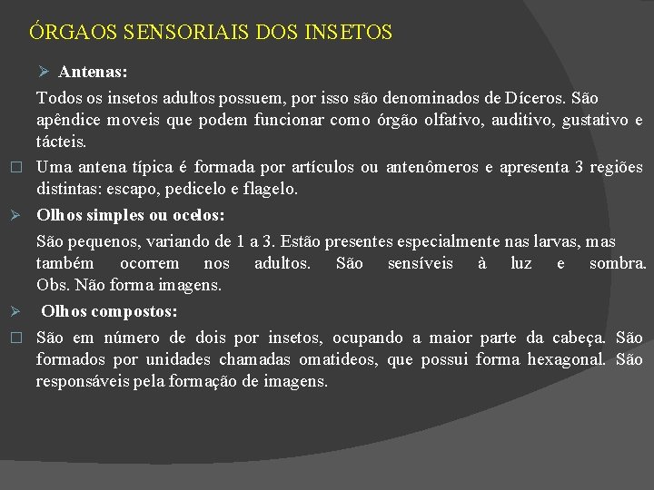 ÓRGAOS SENSORIAIS DOS INSETOS Antenas: � � Todos os insetos adultos possuem, por isso