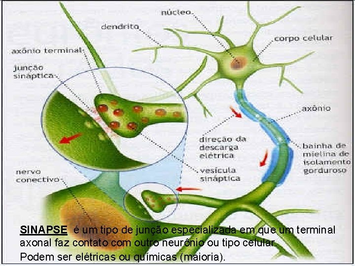 SINAPSE é um tipo de junção especializada em que um terminal axonal faz contato