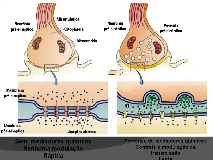 Sem mediadores químicos Nenhuma modulação Rápida Presença de mediadores químicos Controle e modulação da