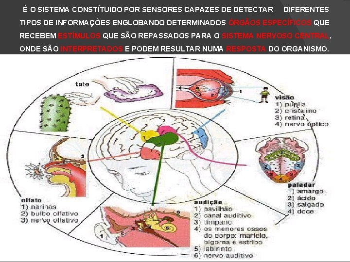É O SISTEMA CONSTÍTUIDO POR SENSORES CAPAZES DE DETECTAR DIFERENTES TIPOS DE INFORMAÇÕES ENGLOBANDO