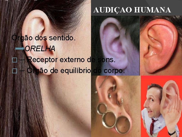 AUDIÇAO HUMANA Órgão dos sentido. ORELHA � ─ Receptor externo de sons. � ─