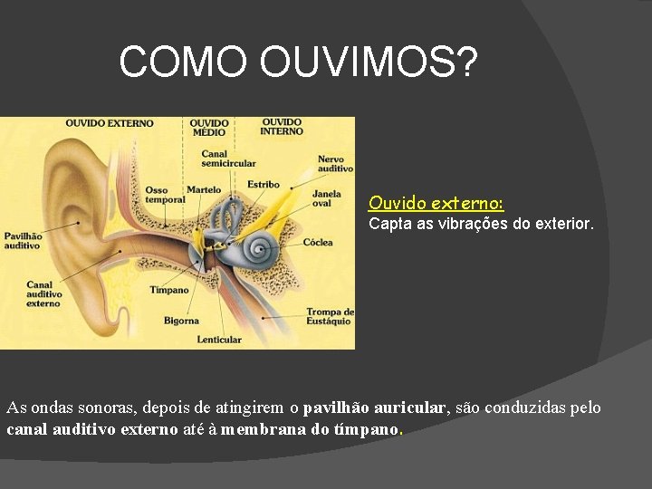 COMO OUVIMOS? Ouvido externo: Capta as vibrações do exterior. As ondas sonoras, depois de